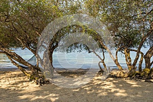 Mangrove trees on sandy Freedom beach on Koh Tao tropical island in Thailand