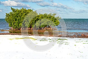 Mangrove trees and Sargasso seaweed by the beach of Caye Caulker photo