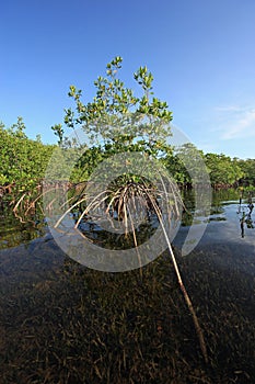 Mangrove trees in shallow water in Card Sound, Florida.