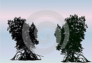 Mangrove trees silhouette with blue and pink background