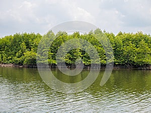 Mangrove Trees in Slow Moving Water