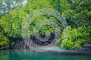 Mangrove trees, Sundarban, West Bengal, india