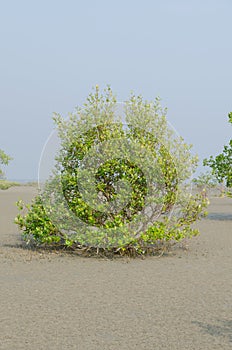 Mangrove trees on the tidal flat