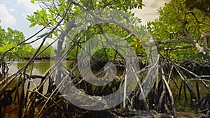 Mangrove trees tide in marine estuaries tidal mudflat