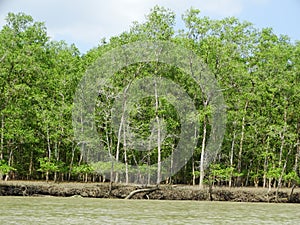 Mangrove trees in water, Bako National Park. Sarawak. Borneo. Malaysia