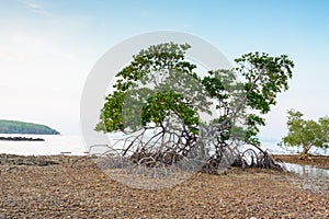 Mangrove at tropical sea in south of Thailand