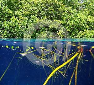 Mangrove up down waterline real ecosystem photo