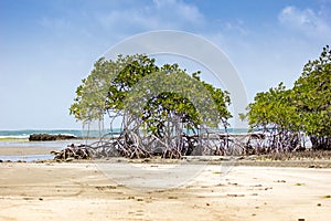 Mangrove vegetation