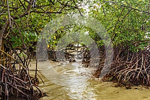 Mangrove vegetation where the river meets the sea at Sargi beach