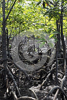 Mangrove on volcanic beach in the Philippines photo