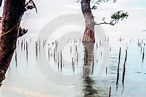 Mangrove wood fell on the shore
