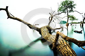 Mangrove wood fell on the shore