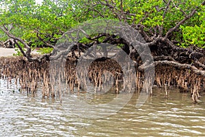 Mangrove woods at the beach on Nosy Be island in Madagascar, Africa