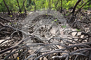 The mangroves.