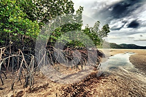 Mangroves photo