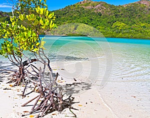 Mangroves photo