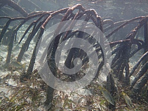 Mangroves photo