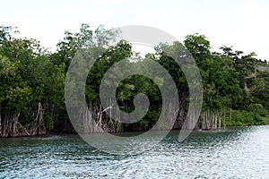 Mangroves