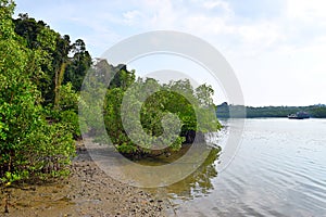 Mangroves on Bank of Backwater with Ferry at Distance - Great Andaman Trunk Road, Baratang Island, India