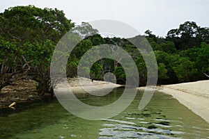 Mangroves on the beach of Mogo Mogo island, Saboga, Panama