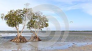 Mangroves on a beach of Puerto Princesa, Palawan in the Philippines photo