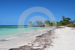 Mangroves at the beautiful caribbean beach at Cayo Jutias