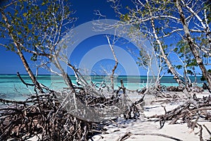 Mangroves at the beautiful caribbean beach at Cayo Jutias