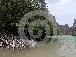 Mangroves in Big lagoon. Miniloc island. Bacuit archipelago. El Nido. Palawan. Philippines