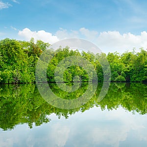 Mangroves and blue sky