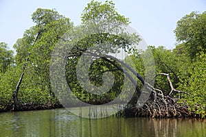 Mangroves in the Caribbean