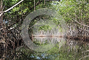 Mangroves in the Caribbean