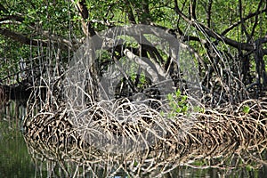 Mangroves in the Caribbean