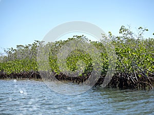 Mangroves, Caribbean Sea, Belize