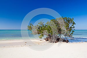 Mangroves at caribbean seashore,Cayo Jutias beach, Cuba