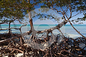 Mangroves at caribbean seashore, Cuba