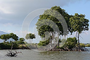 Mangroves on coast in Vietnam