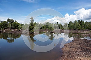 Mangroves are deliberately damaged