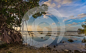 Mangroves drip into water off Key Largo, Florida near sunset