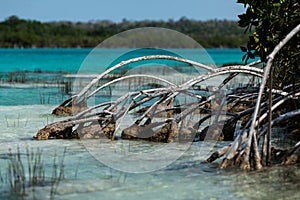 Mangroves and estromatolitos at Bacalar lagoon