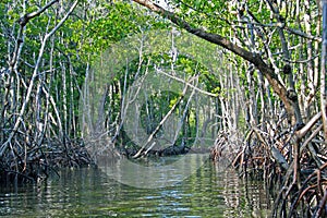 Mangroves Everglades