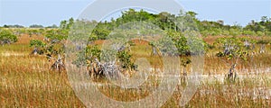 Mangroves in the Everglades