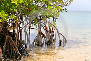 Mangroves in the Florida Keys