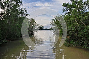 Mangroves forest