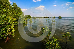 Mangroves forest and blue sky