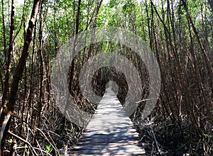 Mangroves forest  on flood plain