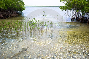 Mangroves forest in Sine de Saloum photo