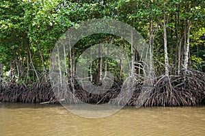 Mangroves in Green water at low tide