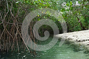 Mangroves groove, Mogo Mogo island, Panama.