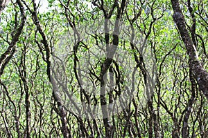 Dense mangrove forest in Amami Oshima Island photo