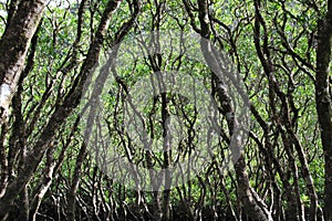 Dense mangrove forest in Amami Oshima Island photo